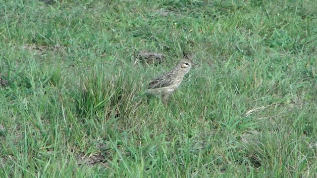 ヒバリカマドドリ - ML201727941