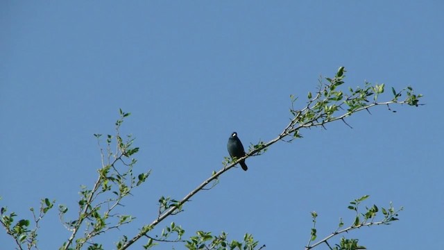 Glaucous-blue Grosbeak - ML201727961