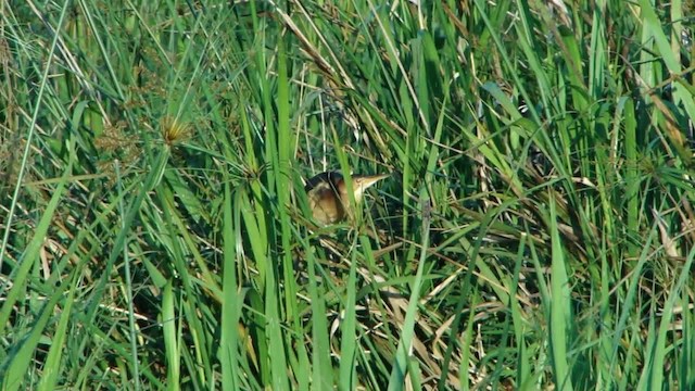 Least Bittern - ML201727971