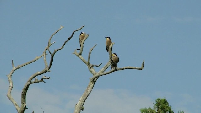 White-fronted Woodpecker - ML201727981