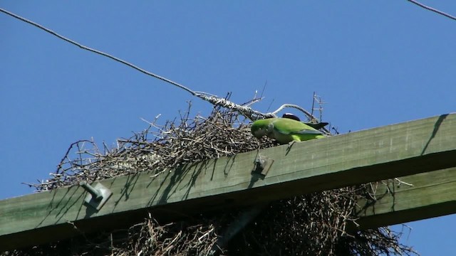 Monk Parakeet (Monk) - ML201727991