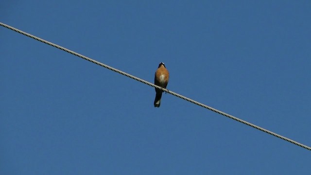 Black-and-rufous Warbling Finch - ML201728011