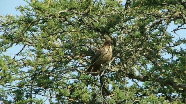 Brown Cacholote - ML201728021