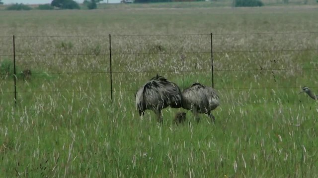 Greater Rhea - ML201728031