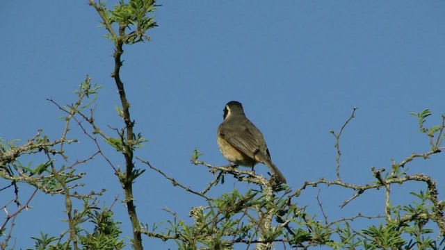 Golden-billed Saltator - ML201728041