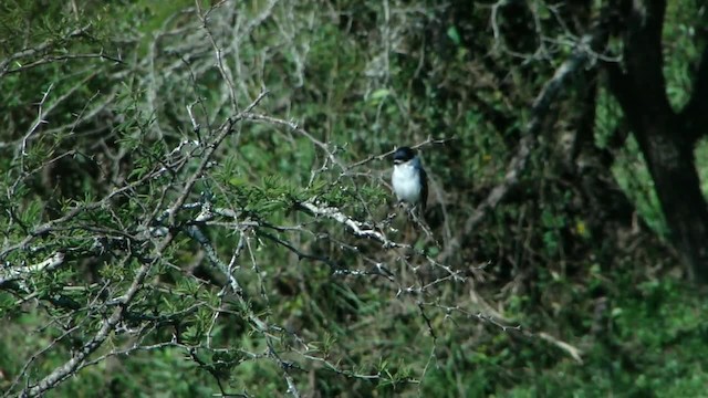 White-naped Xenopsaris - ML201728051