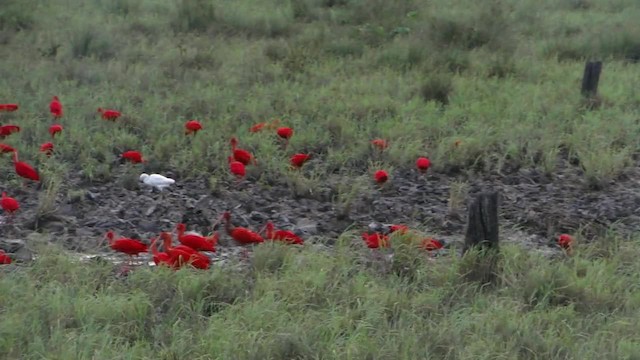 Ibis Escarlata - ML201728121