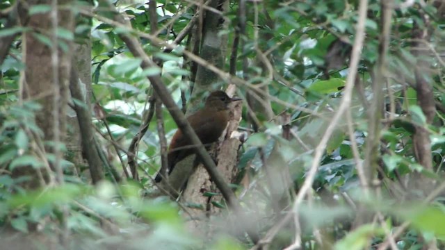 Sclérure à poitrine rousse (scansor) - ML201728151