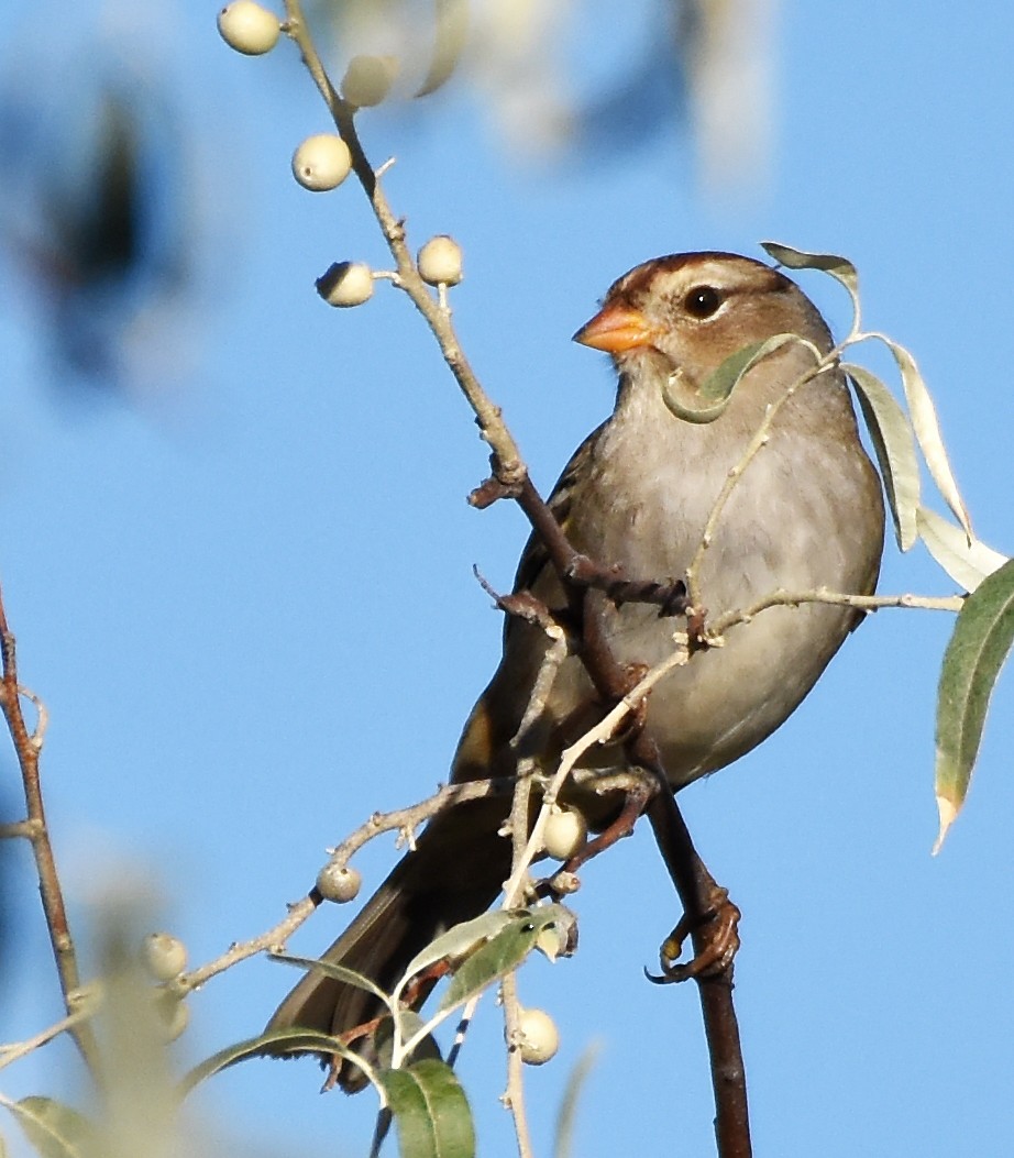 White-crowned Sparrow (Gambel's) - ML20172821