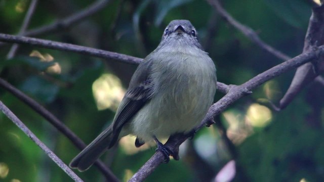 Mosquerito Oliváceo - ML201728241