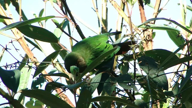 Maroon-bellied Parakeet - ML201728271