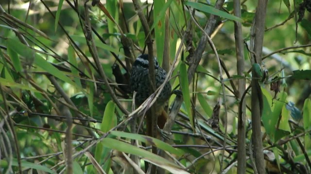 Rufous-tailed Antbird - ML201728381
