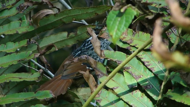 Rufous-tailed Antbird - ML201728391
