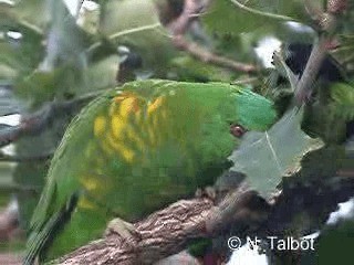 Scaly-breasted Lorikeet - ML201728451