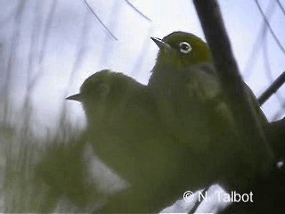 Silvereye - ML201728511