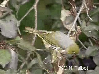 Graumantel-Brillenvogel - ML201728521