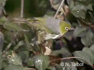 Silvereye - ML201728531