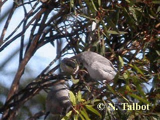 Artamo Carinegro (grupo cinereus) - ML201728561