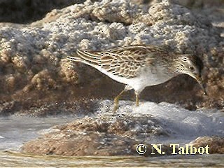 Correlimos Acuminado - ML201728601