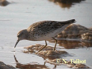 Sharp-tailed Sandpiper - ML201728611