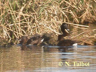 Murgilari australiarra - ML201728641
