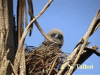 Dusky Woodswallow - ML201728681