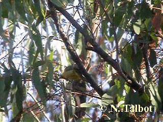 gulduskhonningeter (melanops/meltoni) - ML201728801