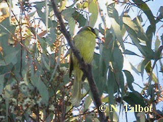 Gelbstirn-Honigfresser (melanops/meltoni) - ML201728811