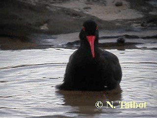 Sooty Oystercatcher - ML201728821