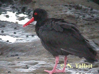 Sooty Oystercatcher - ML201728841