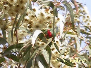 Musk Lorikeet - ML201728901