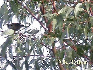 Yellow-throated Honeyeater - ML201728931