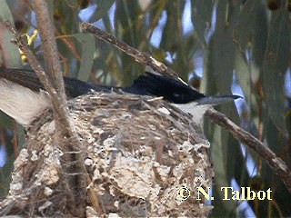 Restless Flycatcher - ML201728941