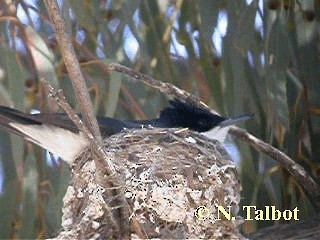 Restless Flycatcher - ML201728951