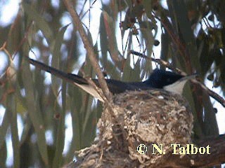 Restless Flycatcher - ML201728961