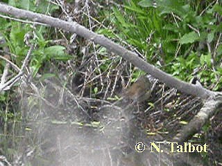 White-browed Scrubwren - ML201729001