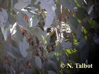 Weebill - ML201729011