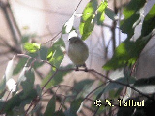 Weebill - ML201729021