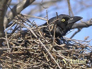 Pied Currawong - ML201729041