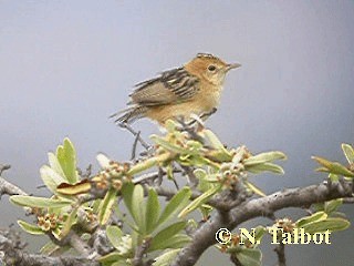 Golden-headed Cisticola - ML201729051