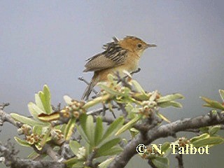 Cistícola Cabecidorado - ML201729061