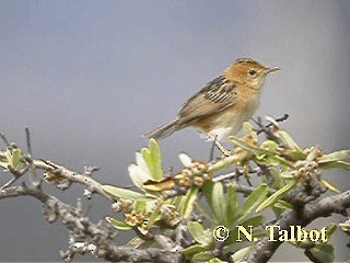 Cisticole à couronne dorée - ML201729071