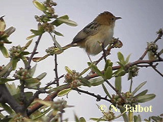 Golden-headed Cisticola - ML201729081