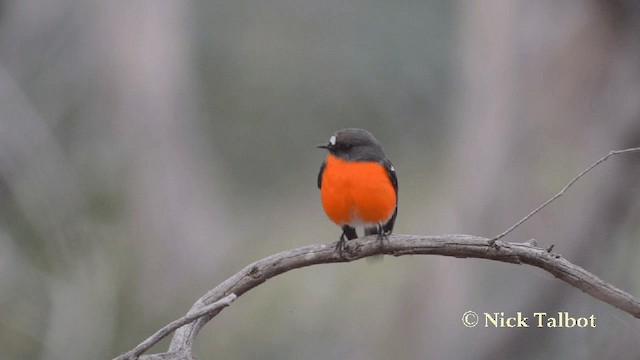 Flame Robin - ML201729091