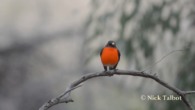 Flame Robin - ML201729101