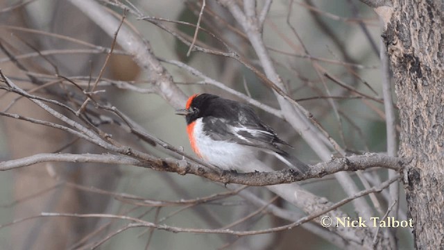 Red-capped Robin - ML201729111