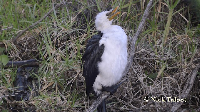 Little Pied Cormorant - ML201729141