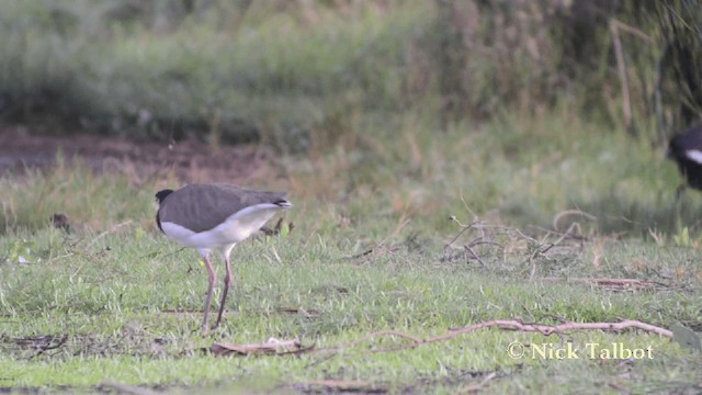 Masked Lapwing (Black-shouldered) - ML201729161