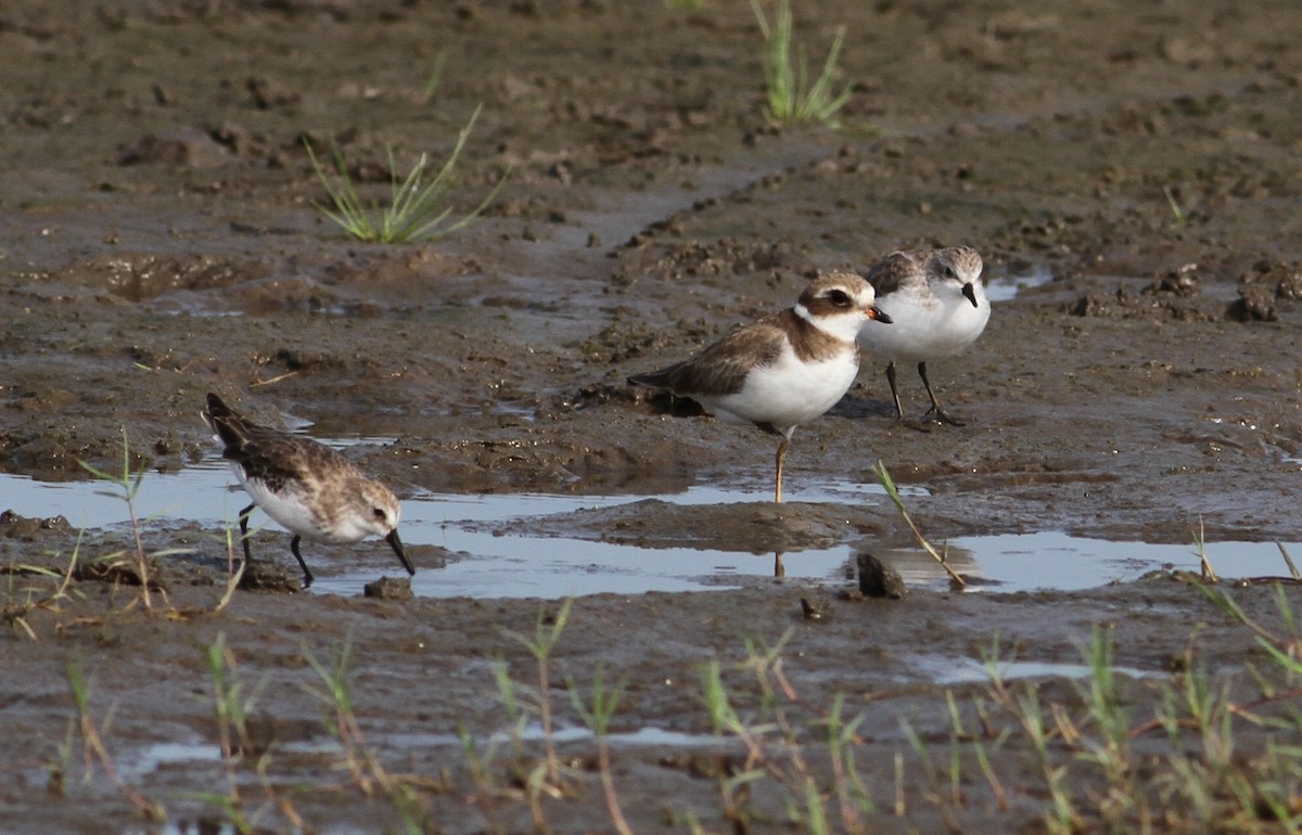 Semipalmated Plover - ML20172921