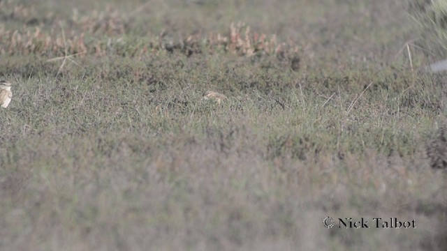 Bisbita Neozelandés (grupo australis) - ML201729221